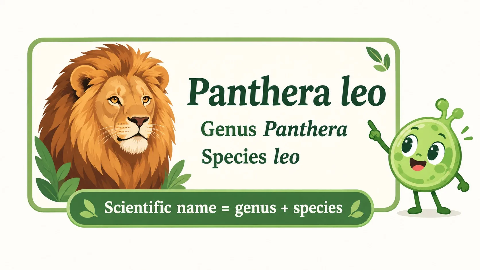 学名名片：Panthera leo = 属名 Panthera + 种名 leo