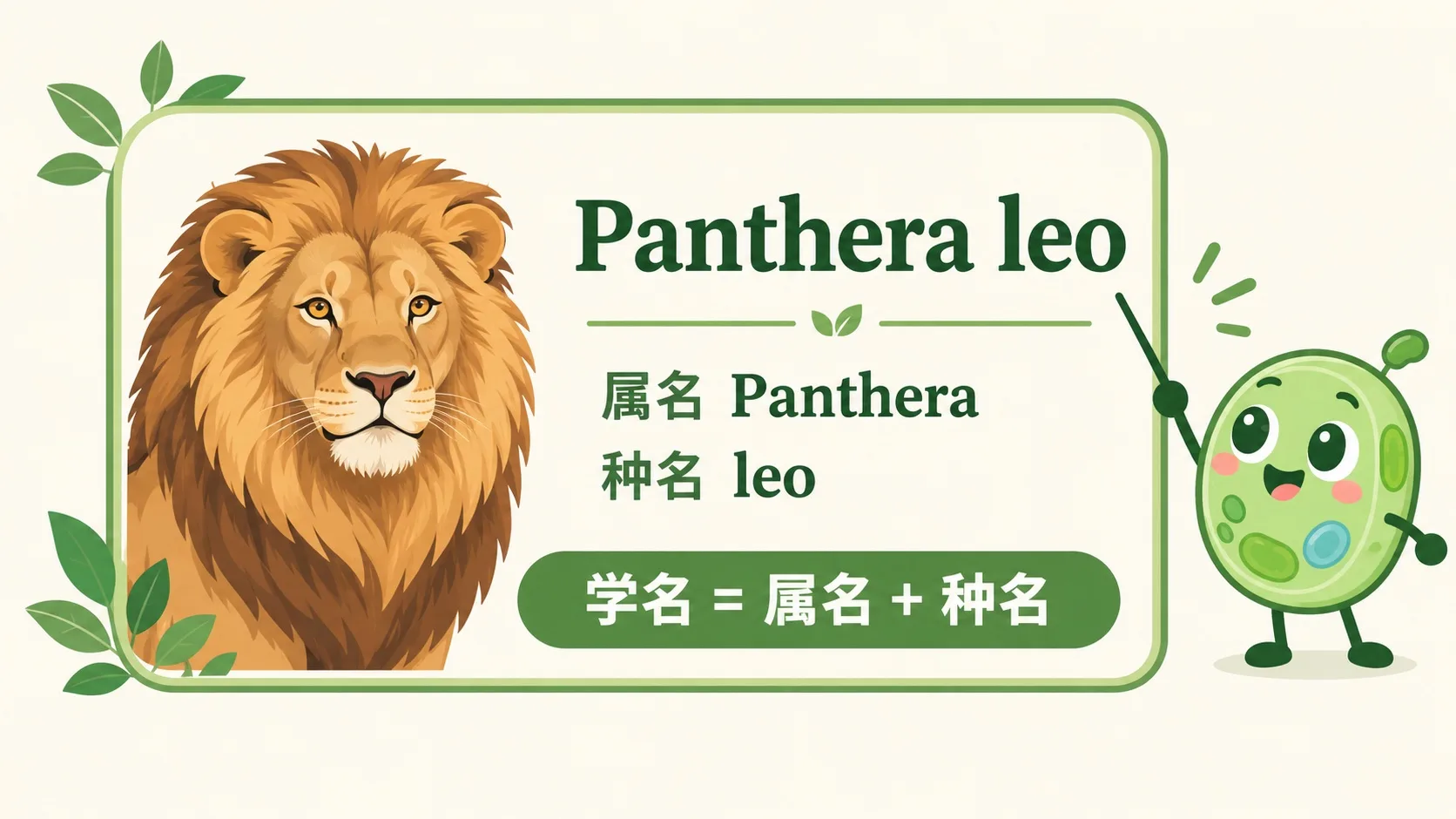 学名名片：Panthera leo = 属名 Panthera + 种名 leo