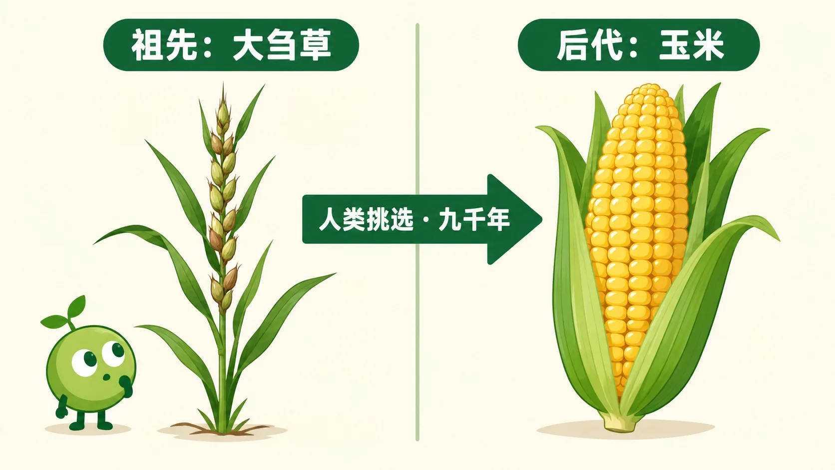 大刍草与玉米对比