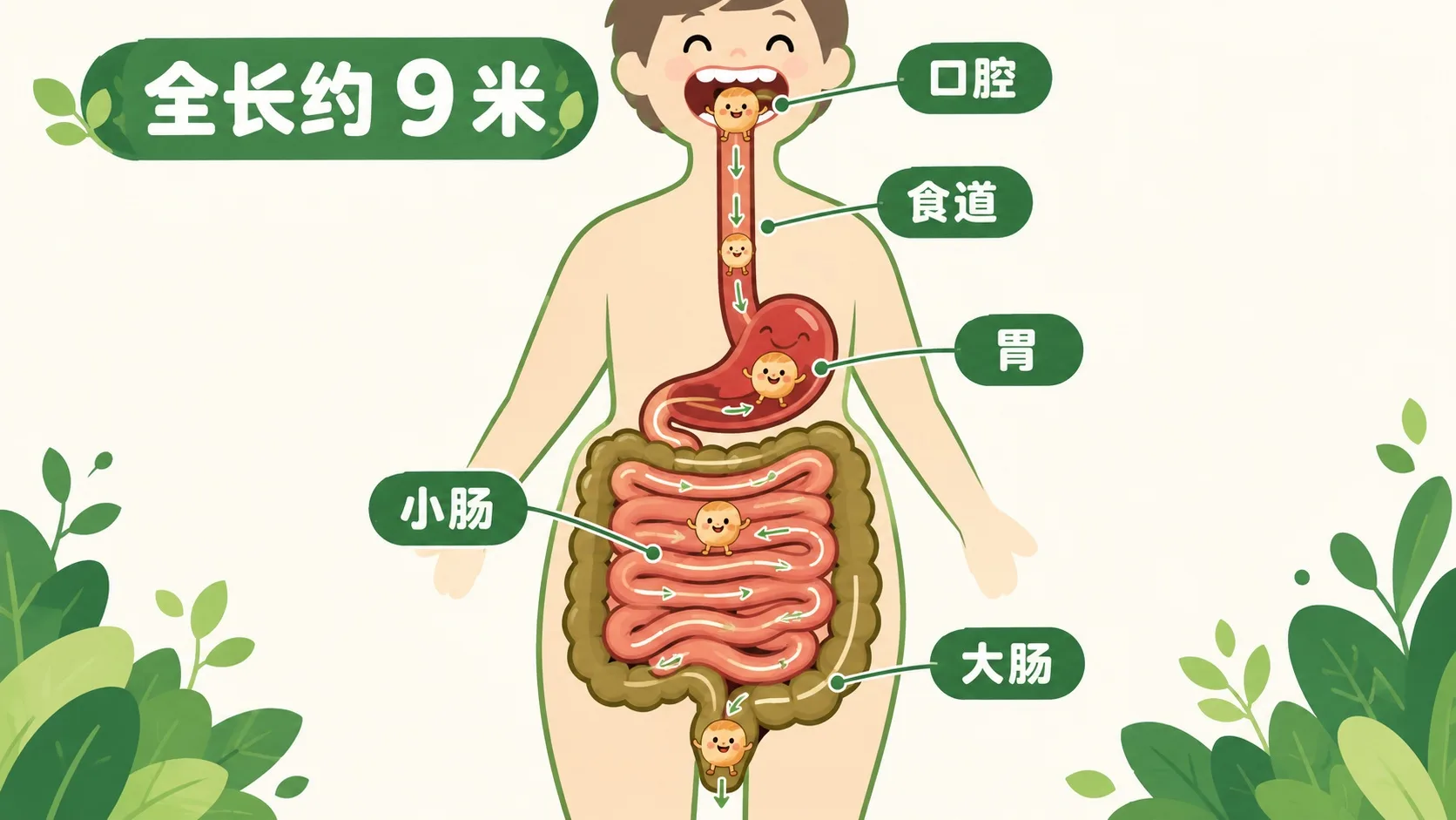 9 米消化管道全景：口腔、食道、胃、小肠、大肠