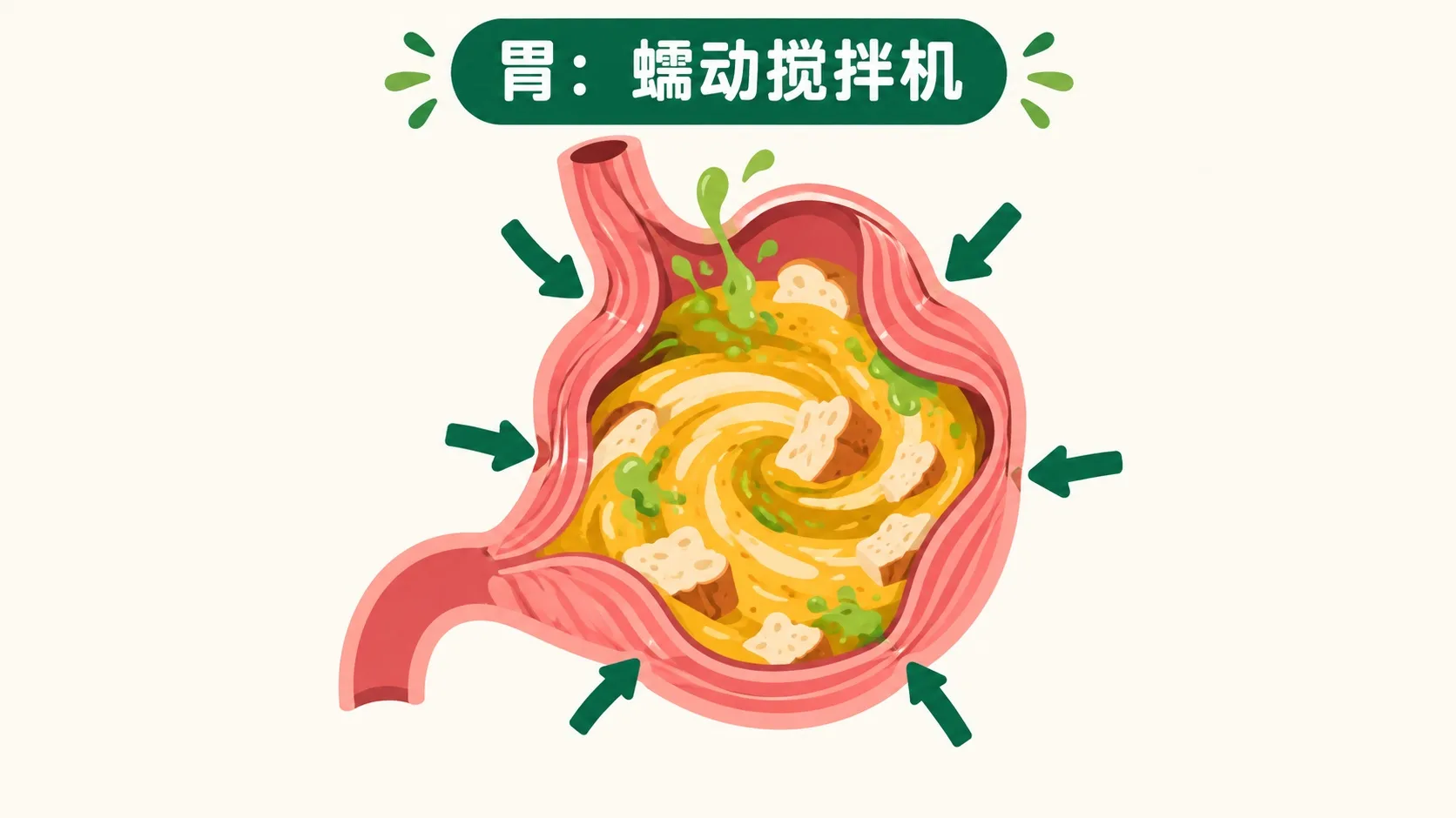 食物在胃里被蠕动搅拌成食糜