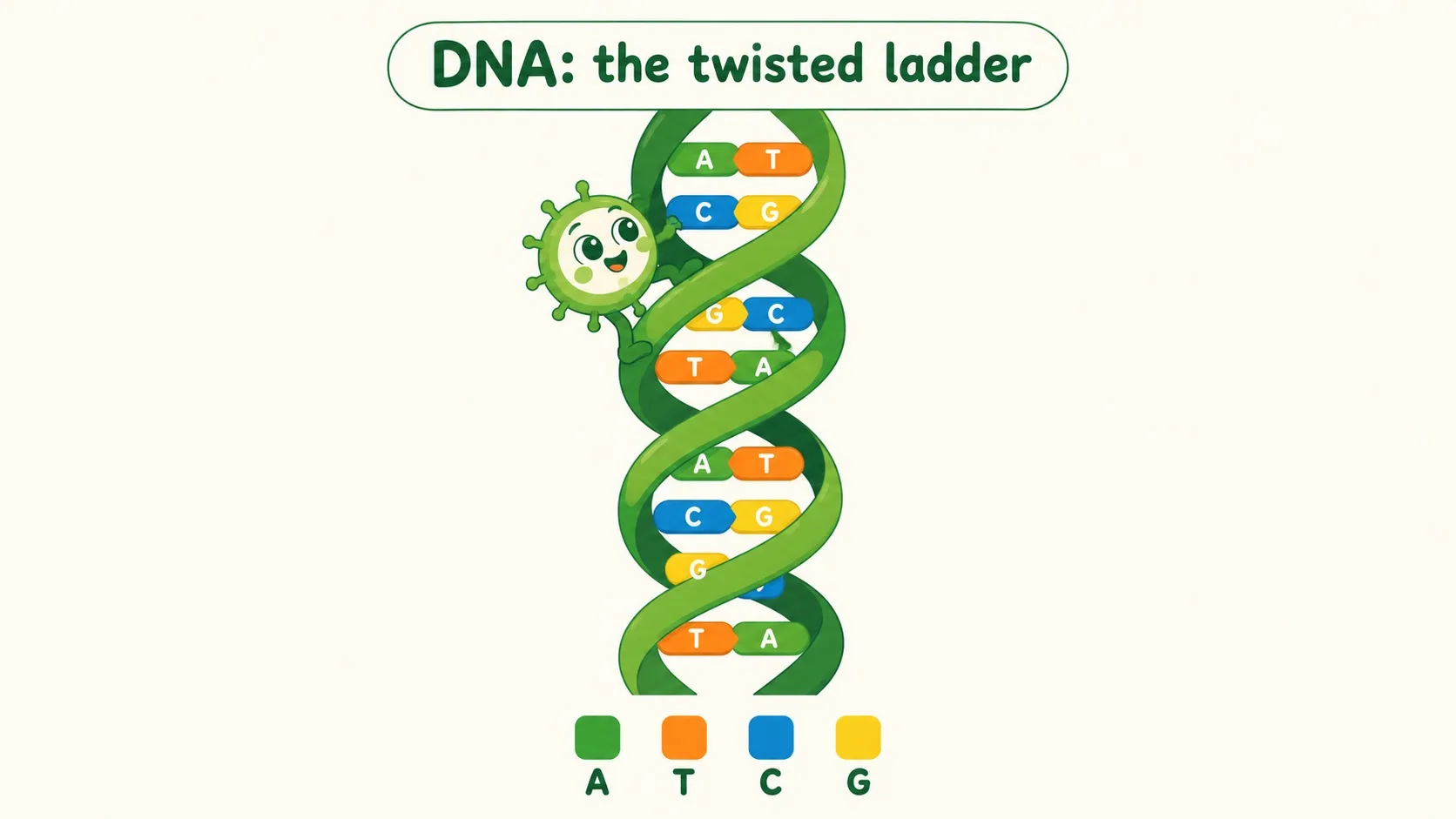 DNA 双螺旋像一架拧过的绳梯，横档是四种彩色碱基