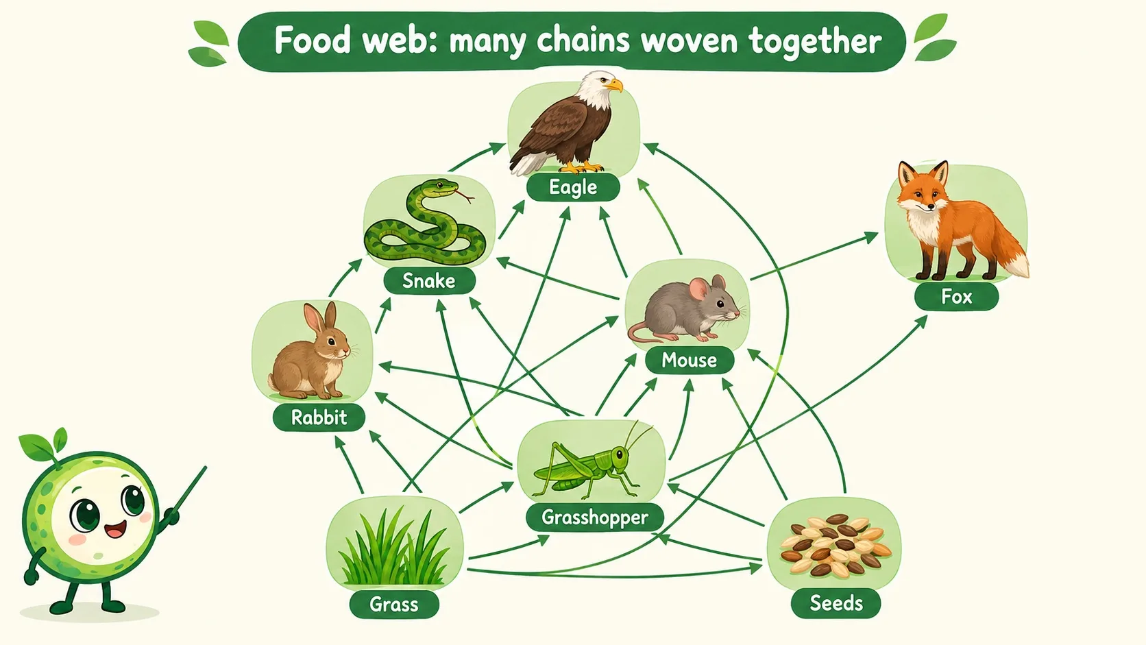 食物网：草、种子、蚱蜢、兔、鼠、蛇、鹰、狐狸用箭头交织
