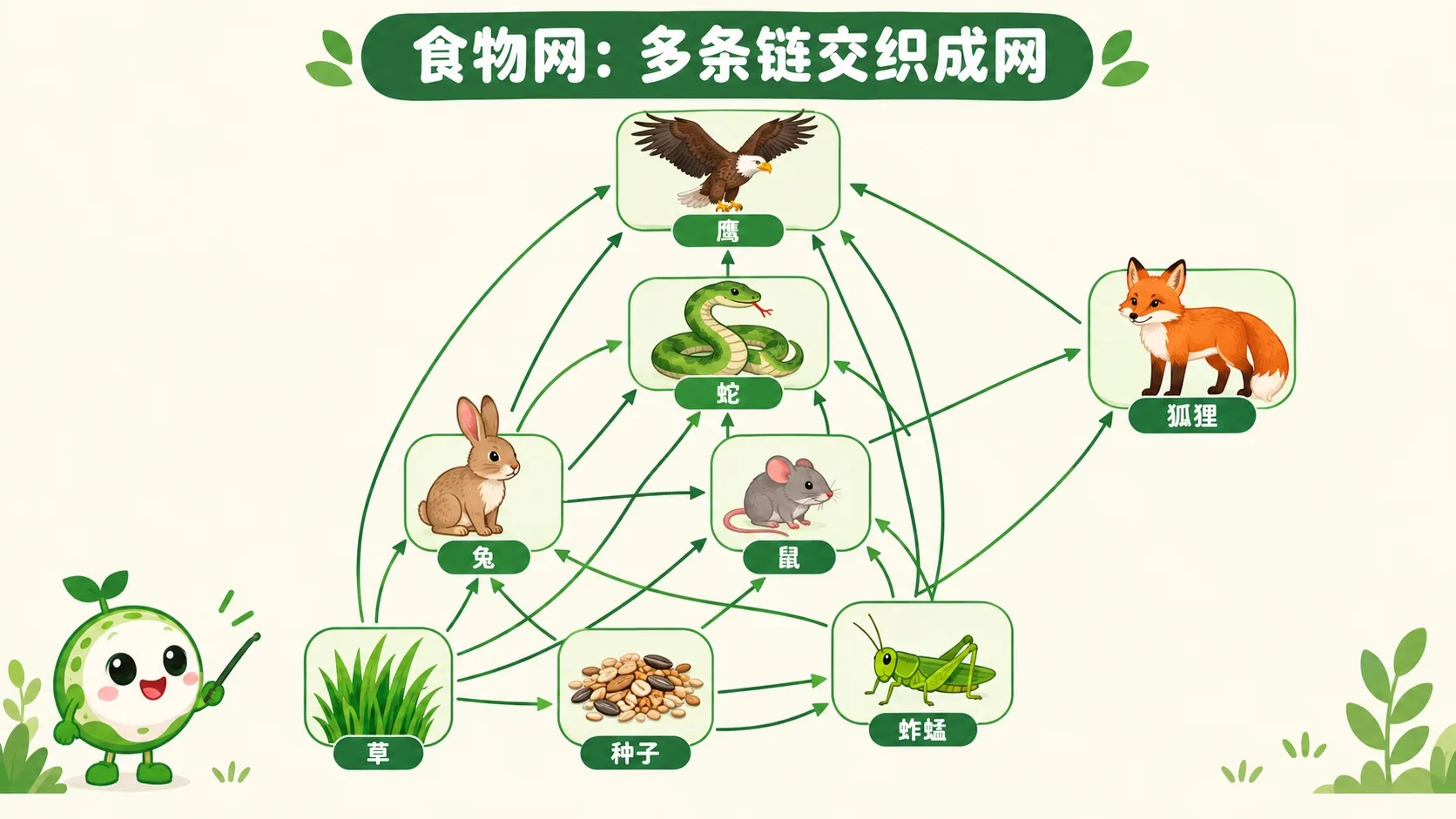 食物网：草、种子、蚱蜢、兔、鼠、蛇、鹰、狐狸用箭头交织