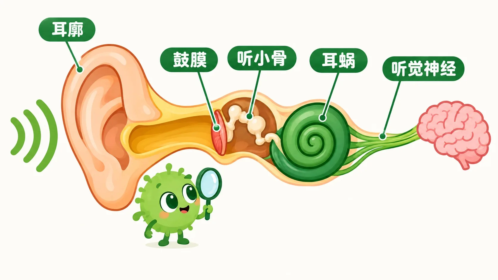 耳结构剖面：耳廓、鼓膜、听小骨、耳蜗、听觉神经