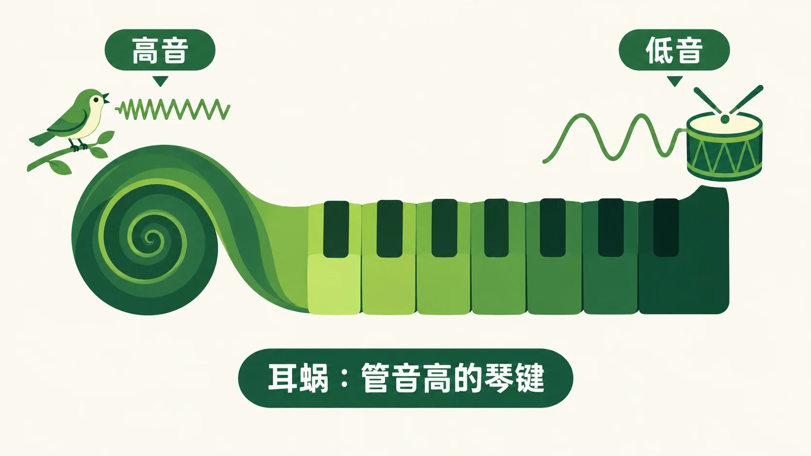 耳蜗像钢琴键盘：入口管高音，深处管低音