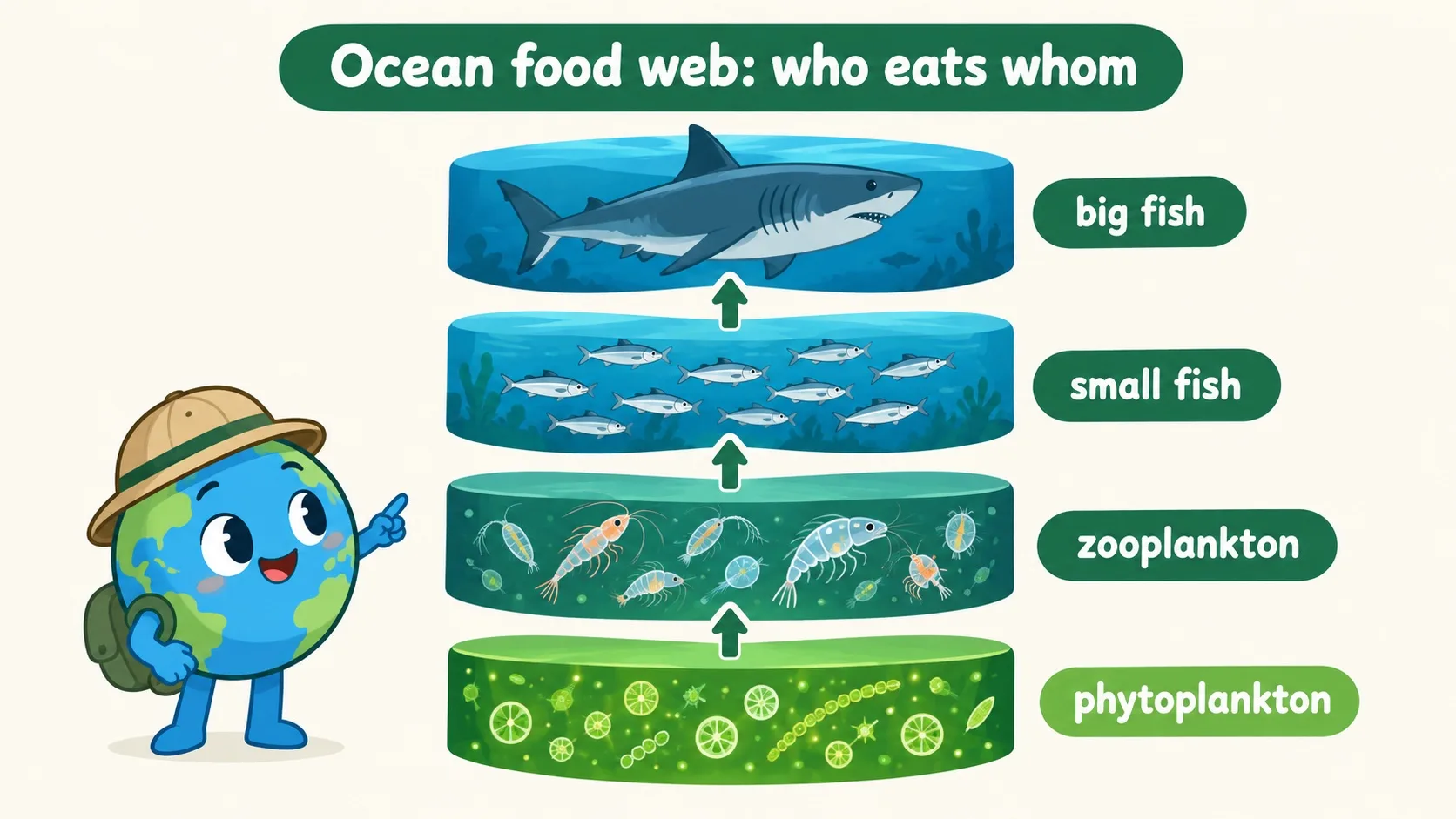 海洋食物网四层：浮游植物、浮游动物、小鱼、大鱼