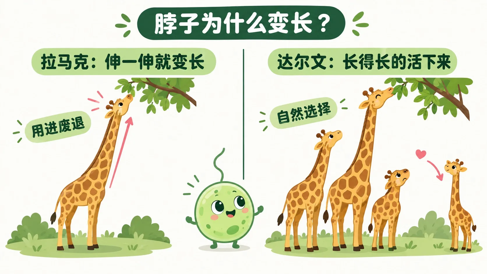 长颈鹿脖子假说对比：拉马克的用进废退 vs 达尔文的变异加自然选择