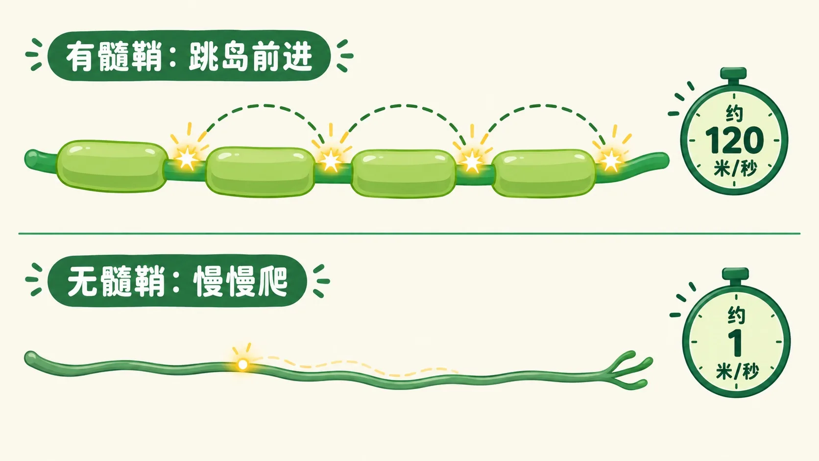 有髓鞘跳岛前进 vs 无髓鞘慢慢爬