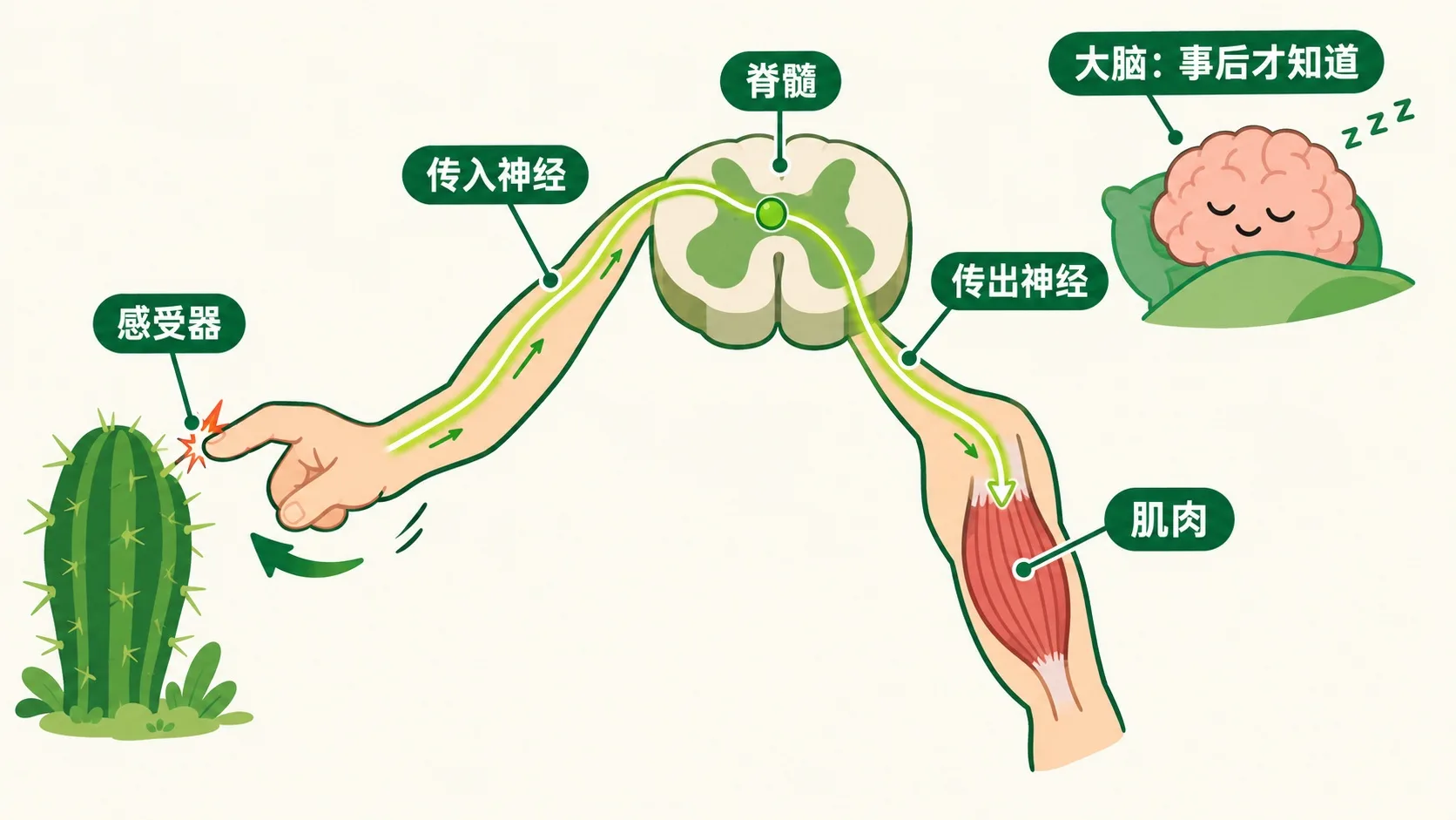 缩手反射弧：感受器→传入神经→脊髓→传出神经→肌肉
