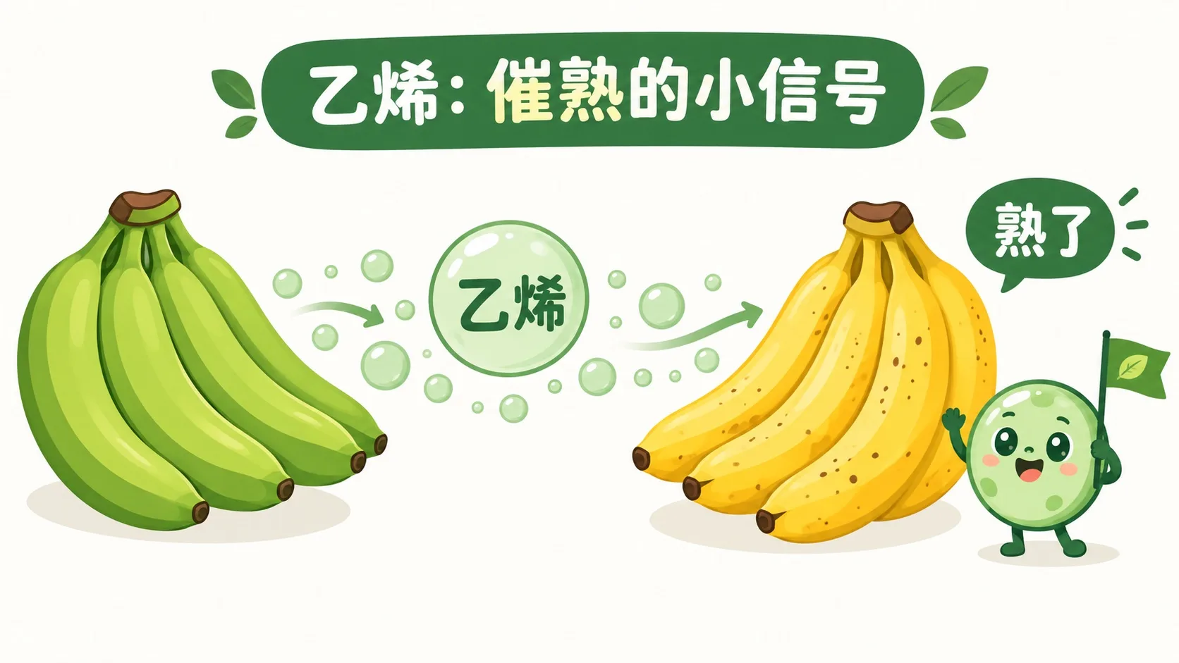 乙烯催熟香蕉：气体信号让青香蕉变黄变甜