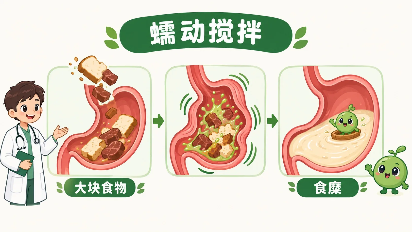 蠕动搅拌：大块食物变食糜