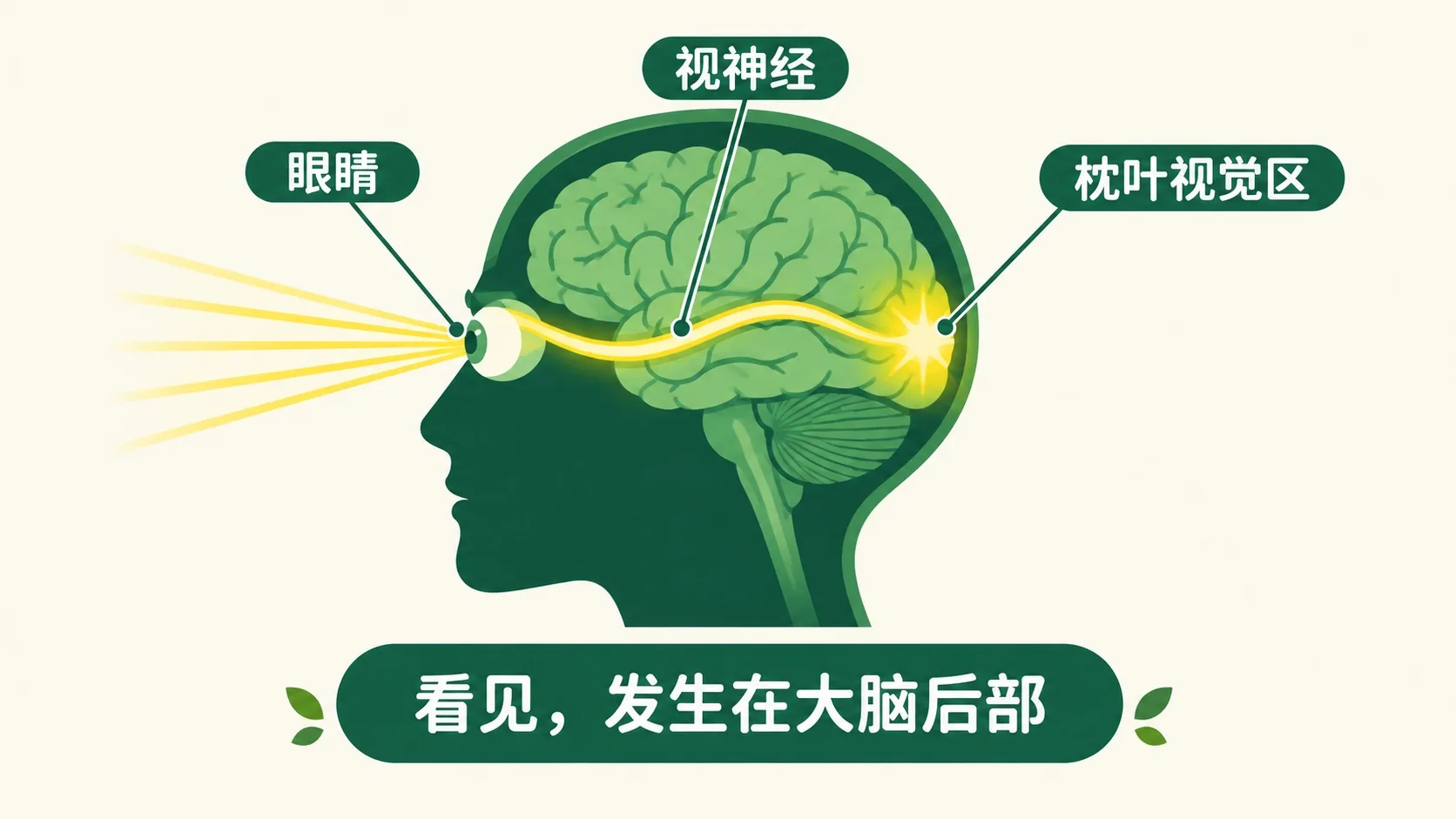 视神经把信号送到枕叶视觉皮层